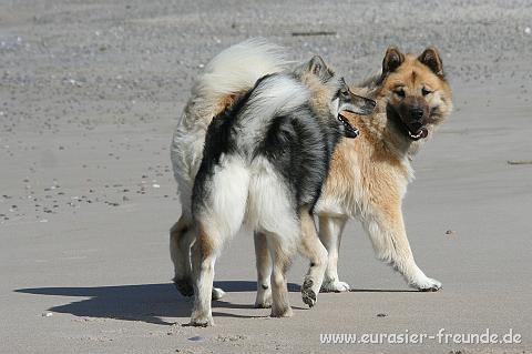 (Foto Goslar)_daenemark_2010_IMG_0108_Strand_Husby_Klit.jpg - Obwohl wir ja nun wirklich sehr fotogen sind ....